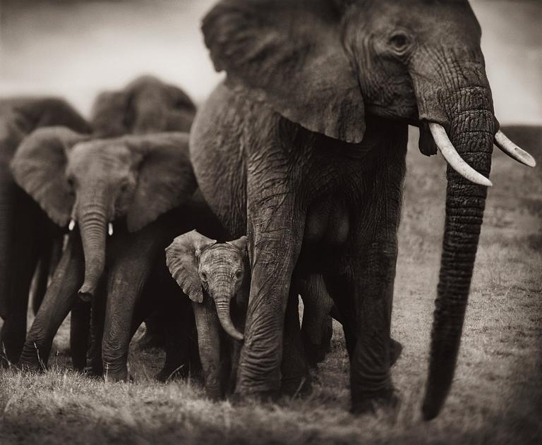 Nick Brandt, "Elephant Mother and Two Babies, Serengeti, 2002".