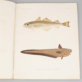 BOK, "Scandinavian Fishes", B Fries, C.U Ekström, C Sundevall. 1895, No 0170.