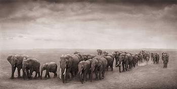 205. Nick Brandt, "Elephant Journey to Water, Ambroseli, 2008".