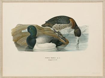 Ten prints from M and W von Wrights book "Svenska fåglar", printed at A. Börtzells in Stockholm, 20th century.