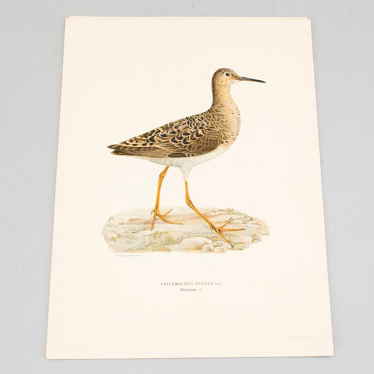 24 litograph prints in color from the book "Swedish Birds" by M and W von Wright.