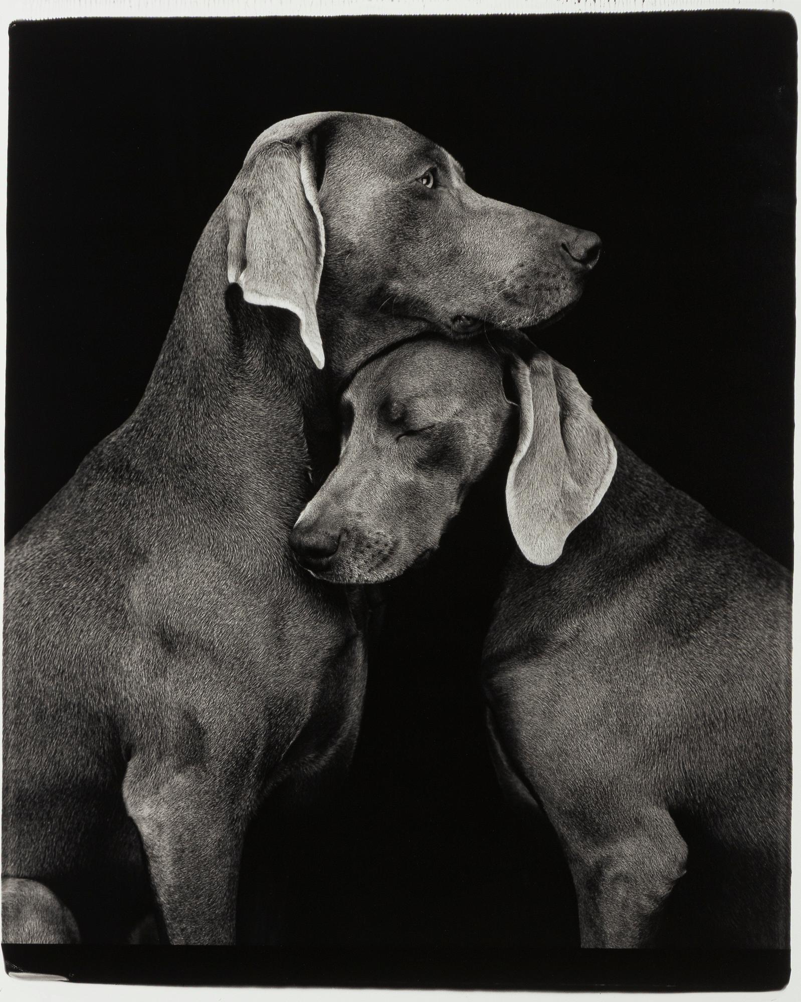 William Wegman, "Friends".