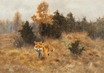 667. Bruno Liljefors, Fox in an autumn landscape.