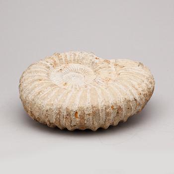 FOSSIL.