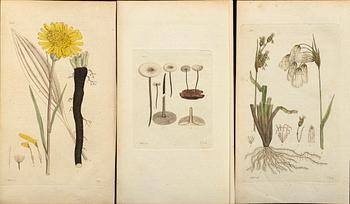 50 Botanical copper engravings from Palmstruch's "Svensk Botanik"  1804/1808.