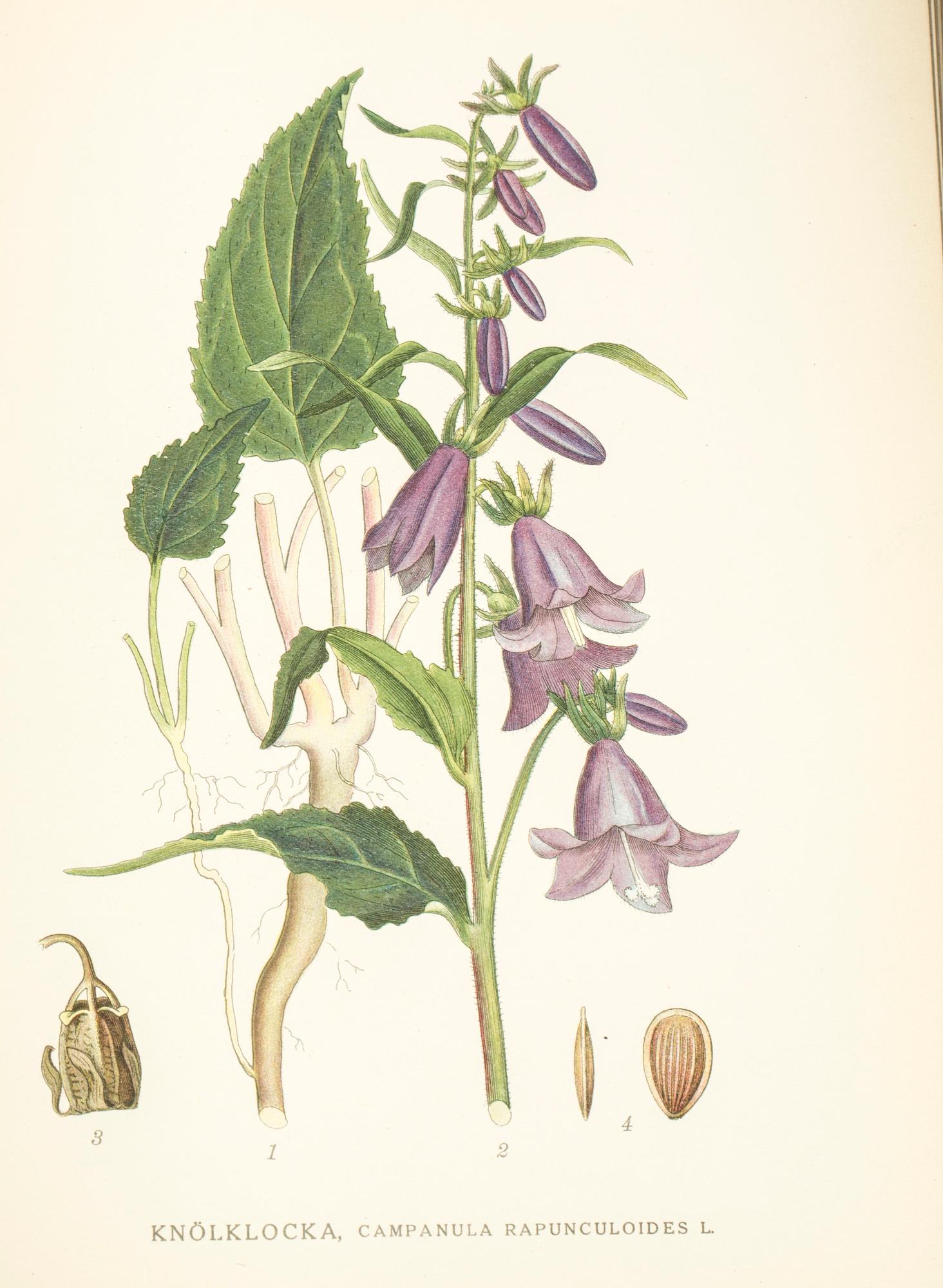 BÖCKER, 3 volymer, "Nordens flora", CAM Lindman.