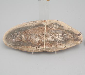 Three fish fossils.
