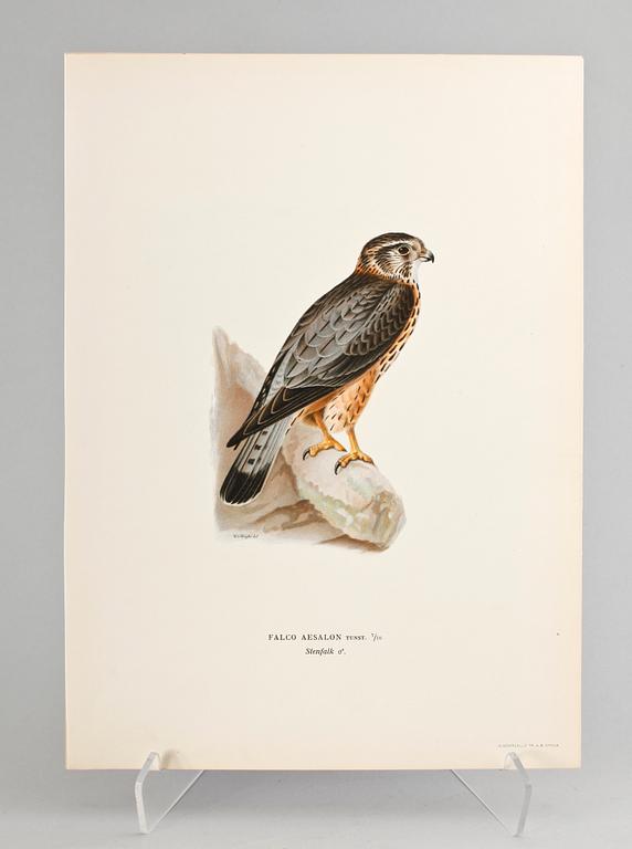 GRAFISKA BLAD, 170 st, ur von Wrights "Svenska fåglar", 1920.