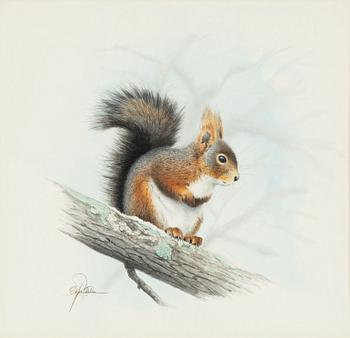 Staffan Ullström, Squirrel on Branch.