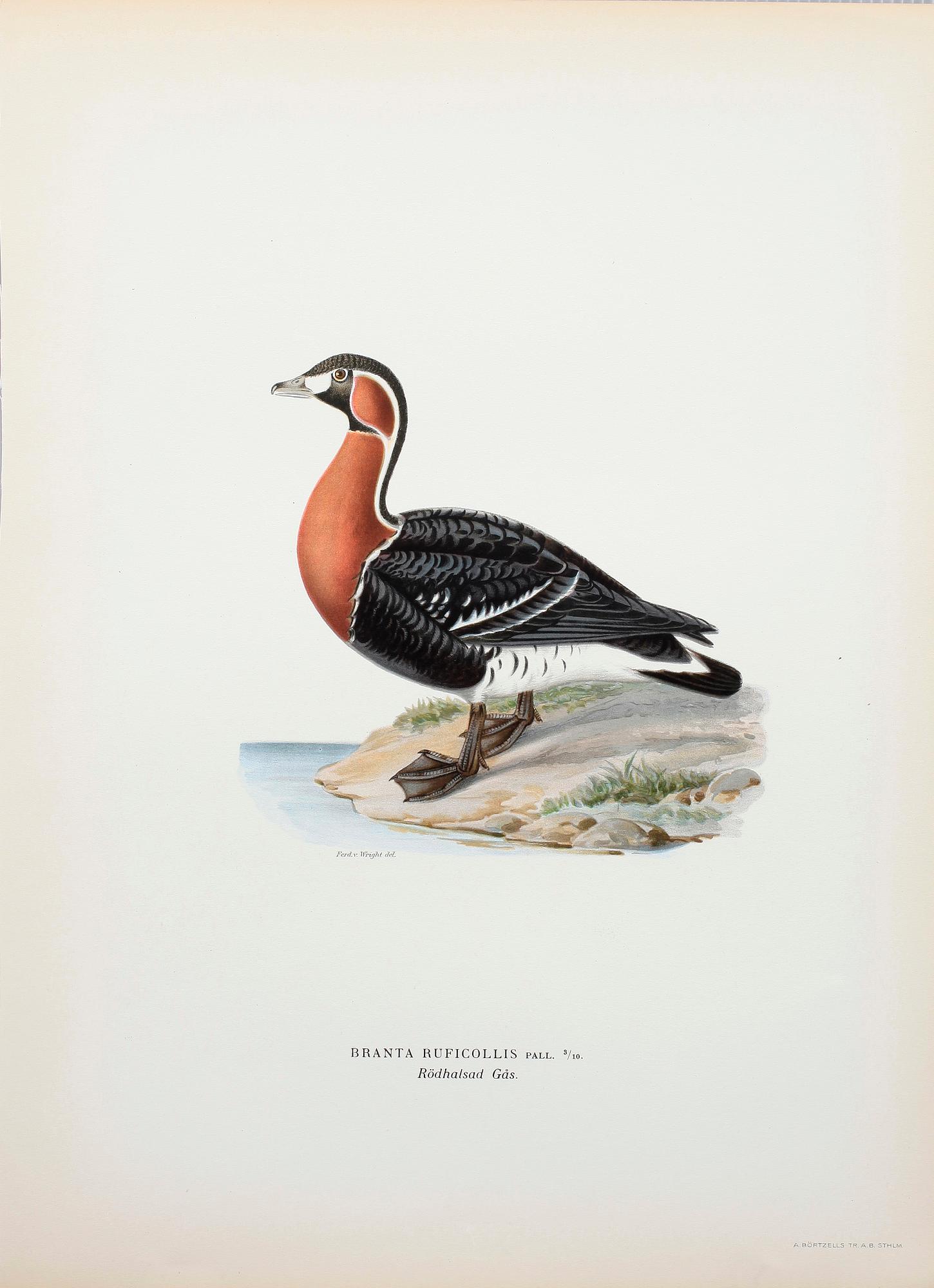 LITOGRAFISKA TRYCK, ca 170 st, ur von Wrights "Svenska fåglar", A. Börtzells, Stockholm, 1920-tal.