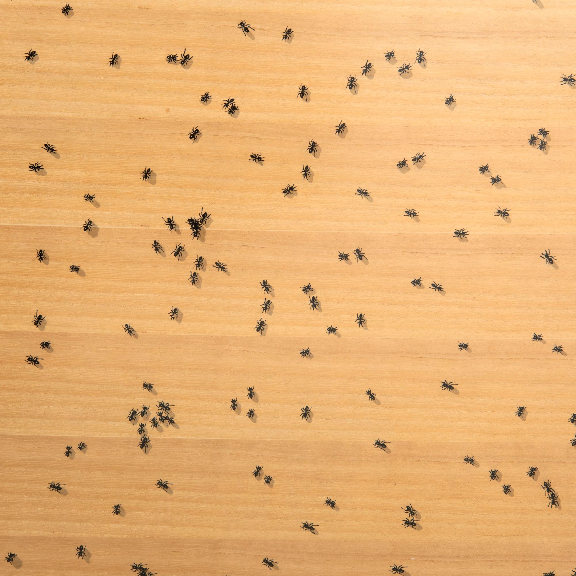 Ed Ruscha, "Black ants" from the series "Insects".