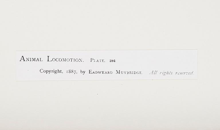 Eadweard Muybridge, Plate 284 ur "Animal Locomotion", 1887.