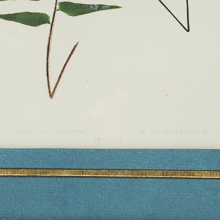 Lithographs, 3+1, late 19th century.