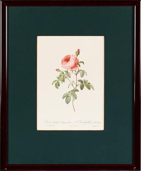 TAVLOR, 5 st, efter Redouté, tryck, 1900-talets andra hälft.