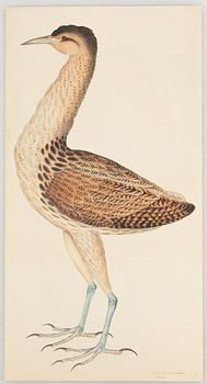 Olof Rudbeck d.y., "Svenska fåglar".