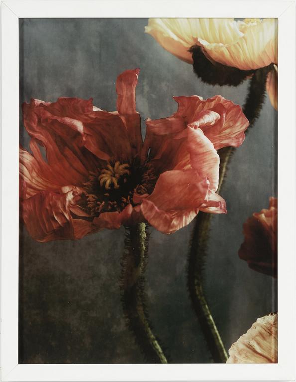 Ewa-Marie Rundquist, "Poppy No. 28", 2015.