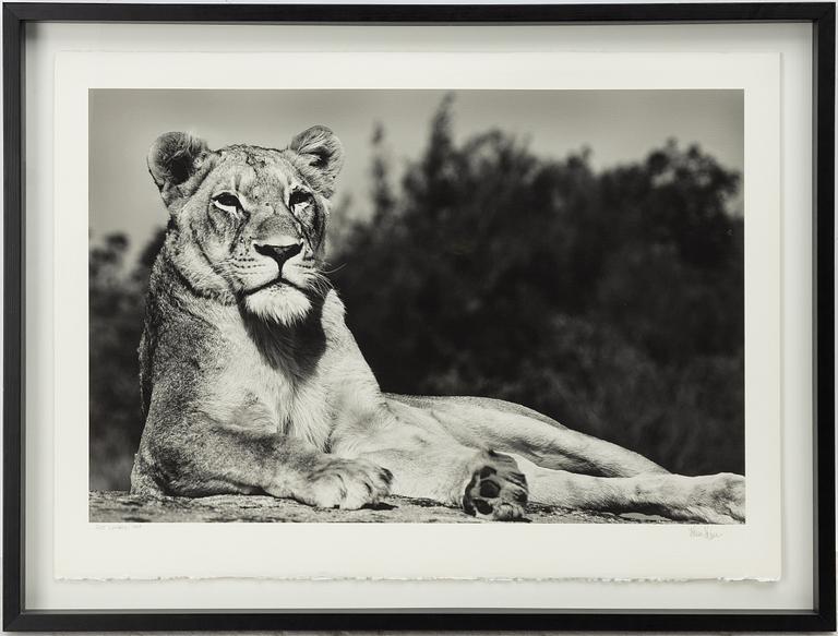 Håkan Ludwigson, 'Londolozi', 2008.