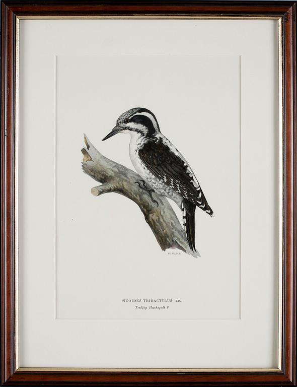 MAGNUS & WILHELM VON WRIGHT, kolorerade kopparstick, 4 st, 1800-tal.