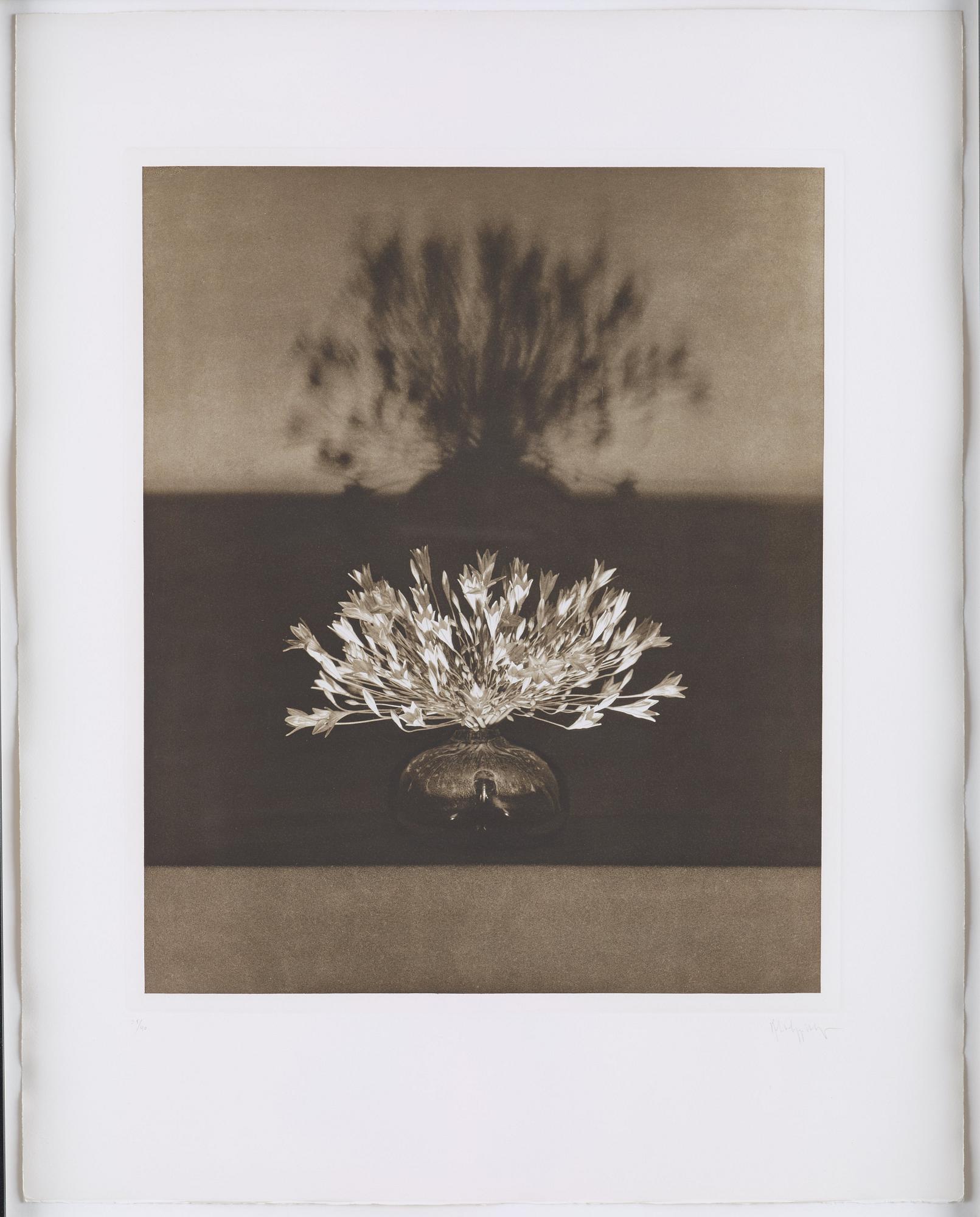 Robert Mapplethorpe, "Vase of crocuses from the Flowers series", 1983.