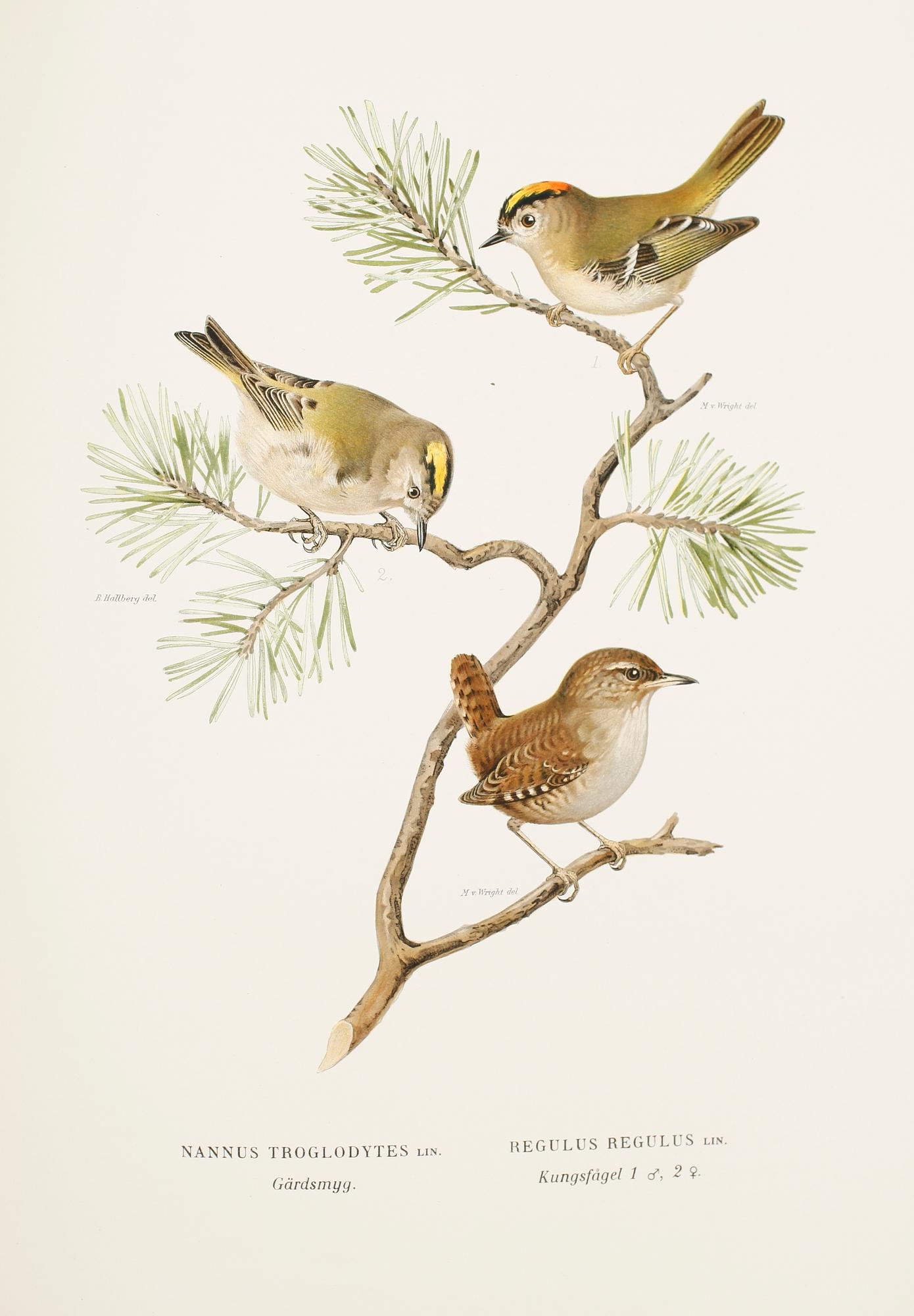 BÖCKER: Svenska Fåglar av M, W och F von Wright, förlaget Svenska Fåglar, andra upplagan, 1927, 3 volymer.