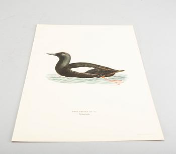 LITOGRAFIER UR "Svenska Fåglar" alla 109 st, M och W von Wrights, vol III, A Börtzells, Stockholm.
