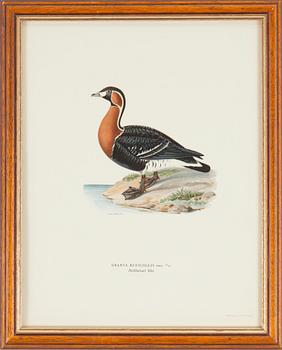 LITOGRAFISKA TRYCK, 5 st, ur M och W von Wrights "Svenska fåglar", A. Börtzells, Stockholm, 1917-29.