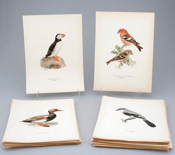 VON WRIGHT, litografiska tryck, ca 200 st, "Svenska fåglar", ca 1920.