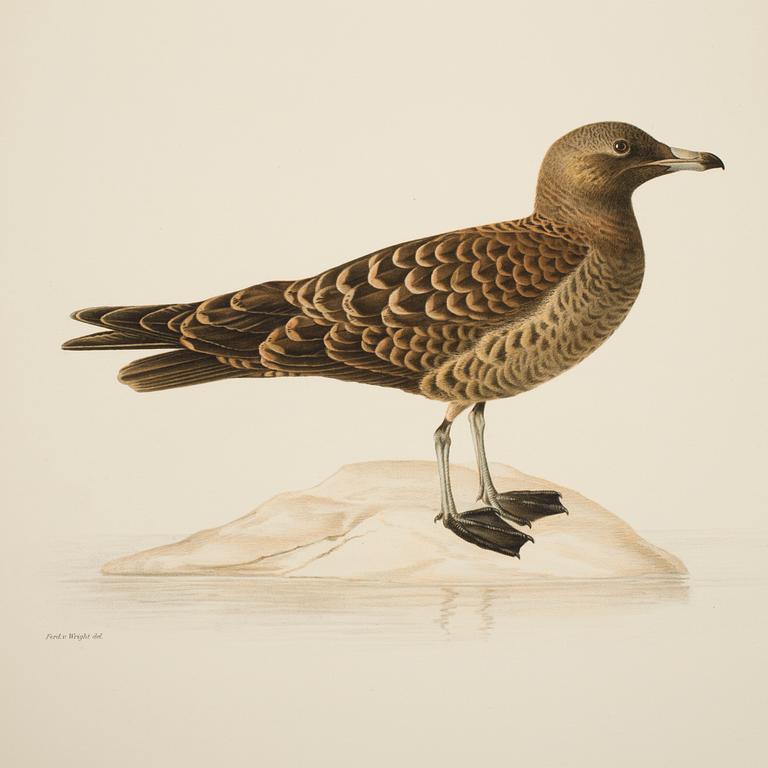 28 lithographic prints from "Svenska fåglar" by brothers von Wright, A. Börtzells, Stockholm, 1917-29.