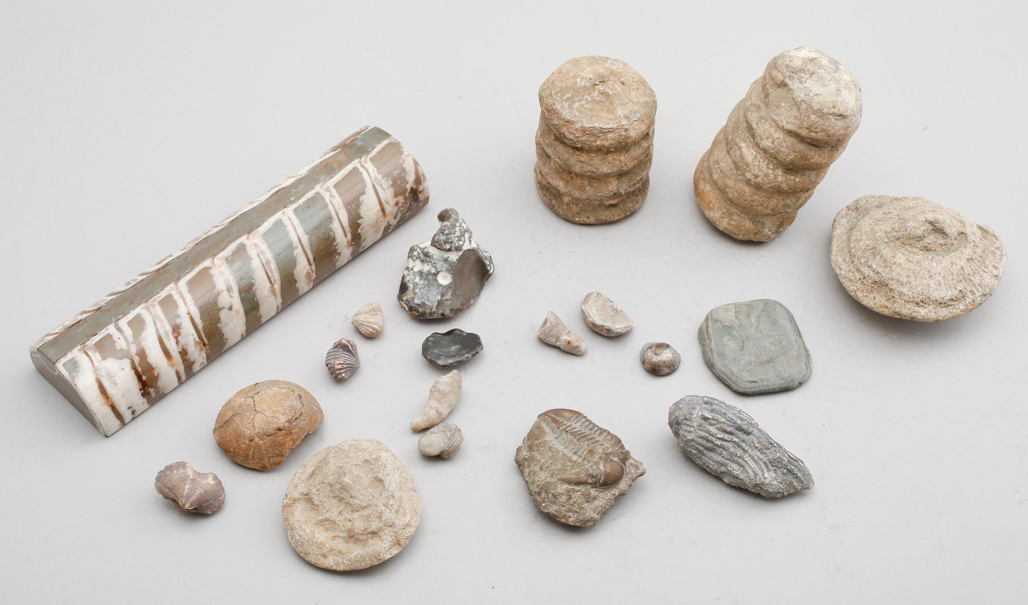 SAMLING FOSSILER, ca 18 st.
