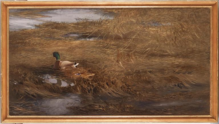 Bruno Liljefors, Mallards in the reeds.