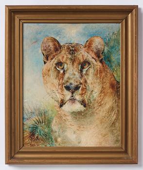 William Huggins, "Lioness".