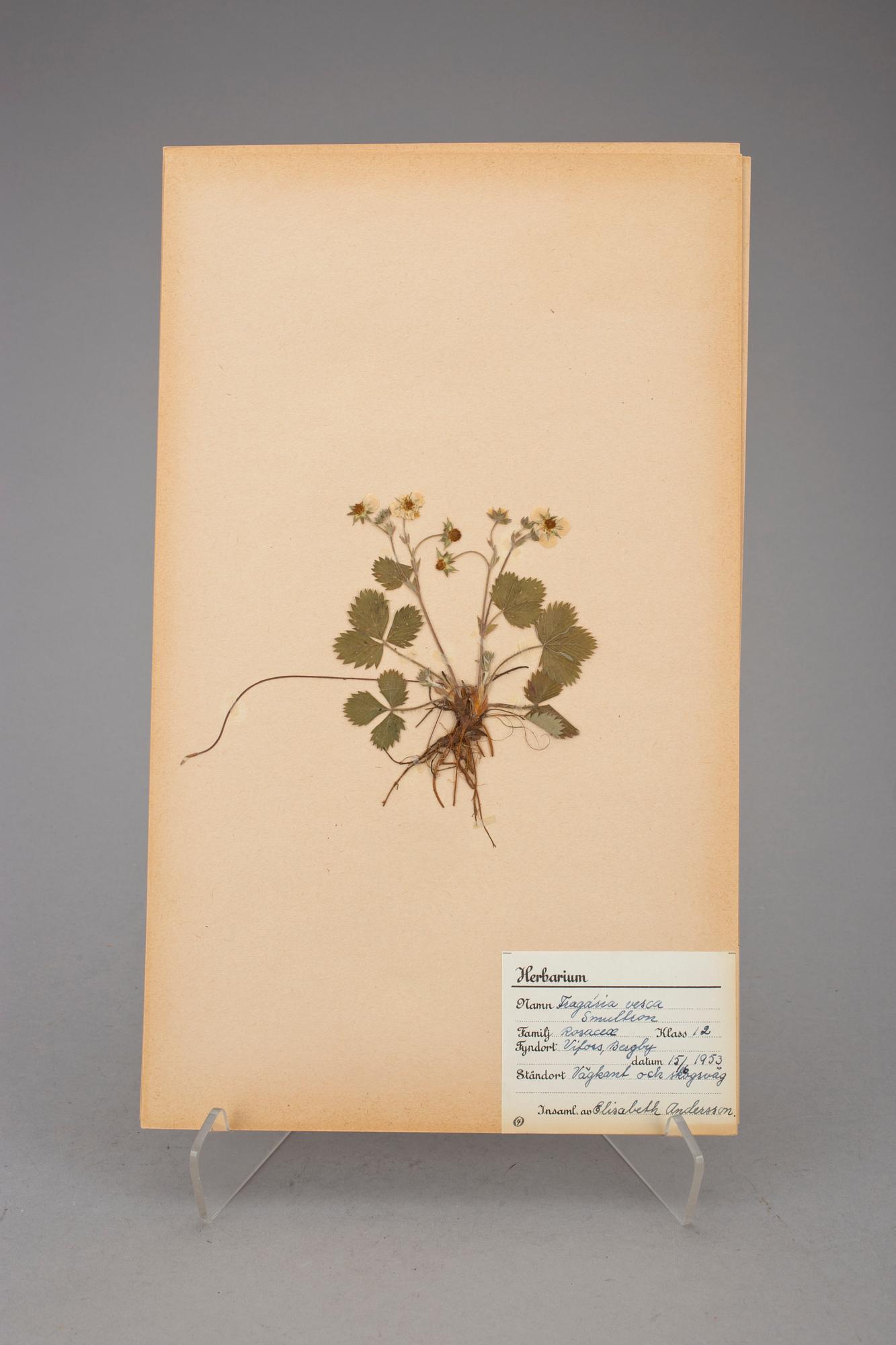 HERBARIUM, 2 st, 1940-tal.