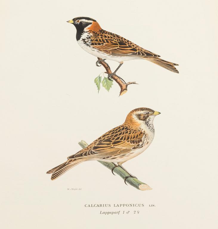 M, W & F VON WRIGHT, 'Svenska fåglar I-III,' Stockholm 1927-1929.