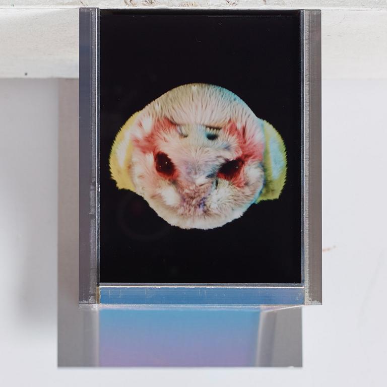 Johan Bergström Hyldahl, "Not Only Birds".