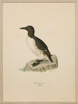 Ten prints from M and W von Wrights book "Svenska fåglar", printed at A. Börtzells in Stockholm, 20th century.