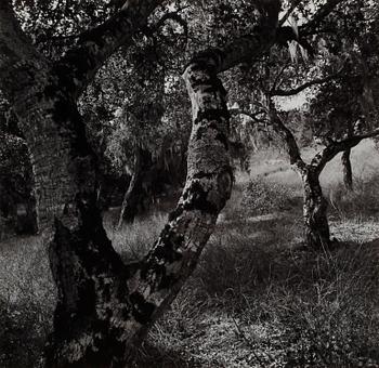 109. Ansel Adams, "Garland Park, Carmel Valley, California", 1972.