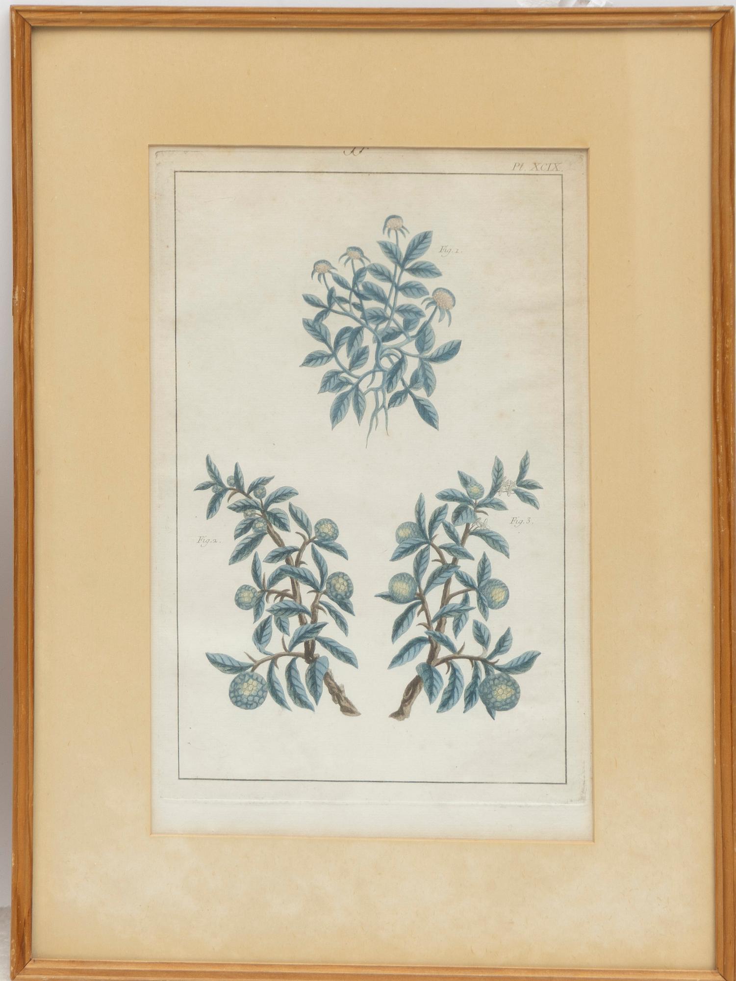 Five hand-coloured botanical copper plates, 18th-19th century. Including Johann Jakob Haid & Augustus Vind.