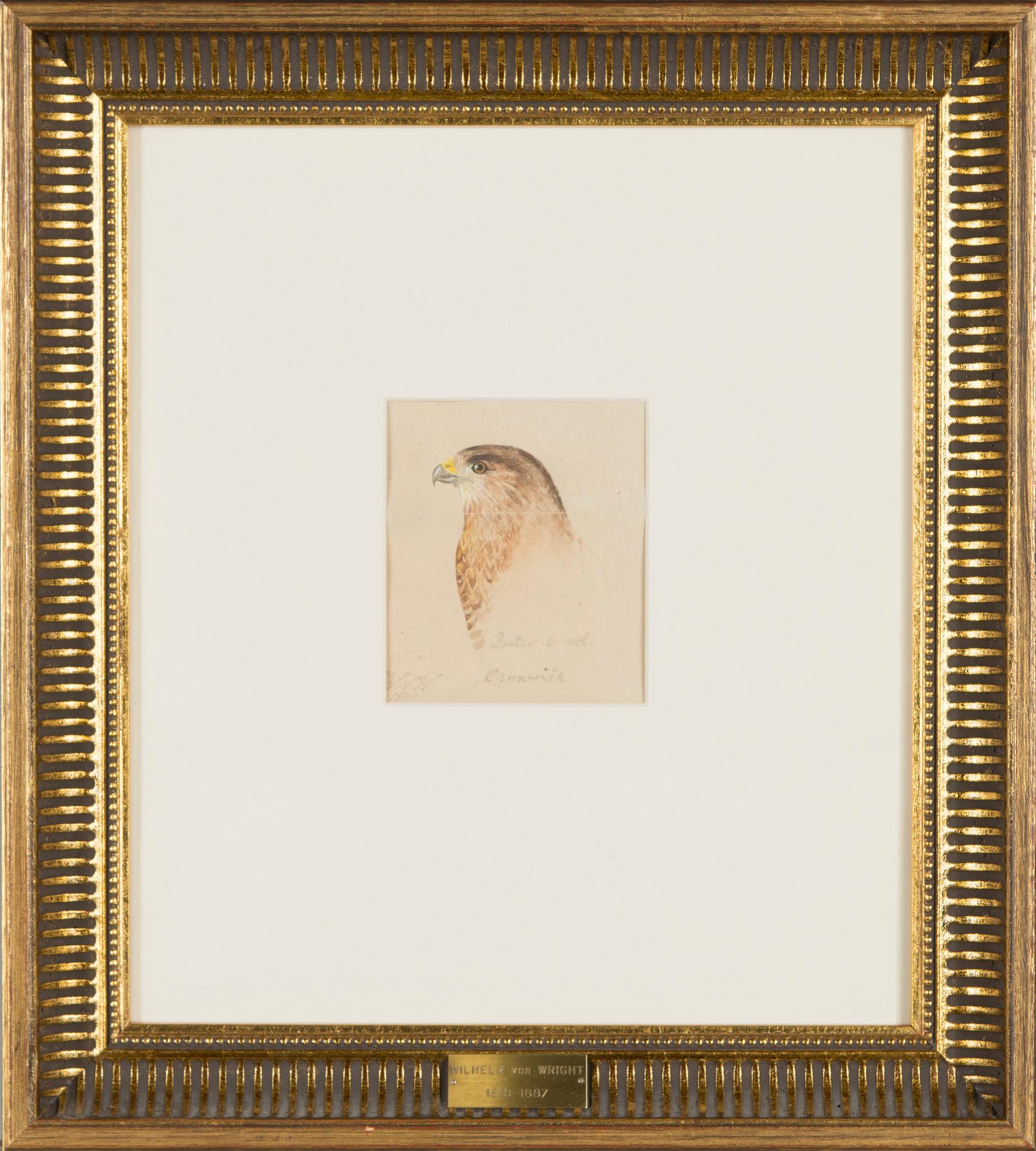 Wilhelm von Wright, Common Buzzard.