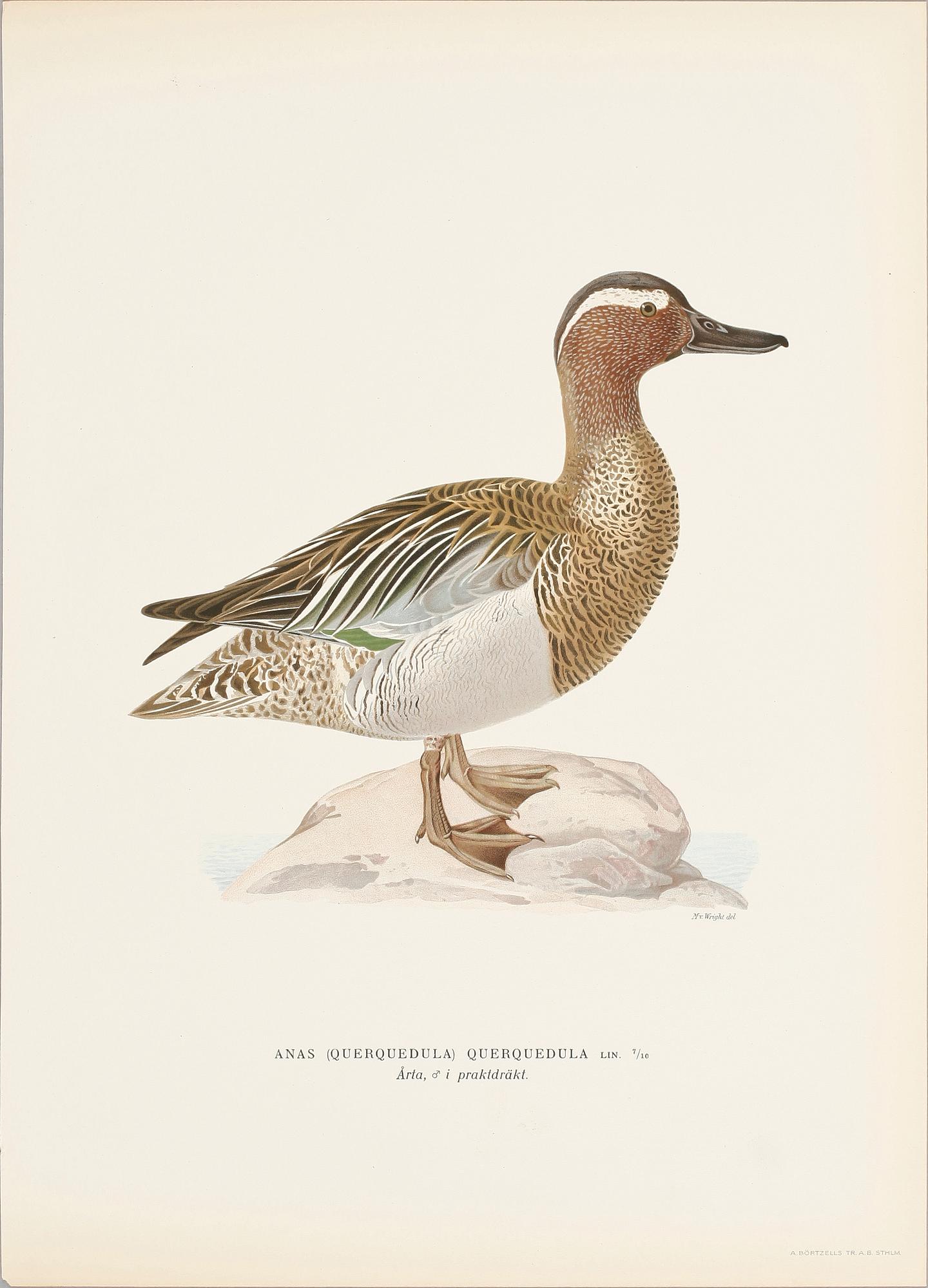 LITOGRAFISKA TRYCK, 124 st, ur von Wrights "Svenska fåglar", 1920-tal.