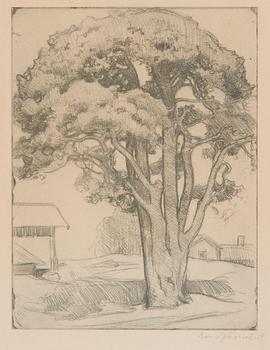 Eero Järnefelt, "Tuomalan mänty I".