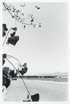 229. Robert Adams, "Cottonwood Leaves, Boulder County, Colorado", 1988.