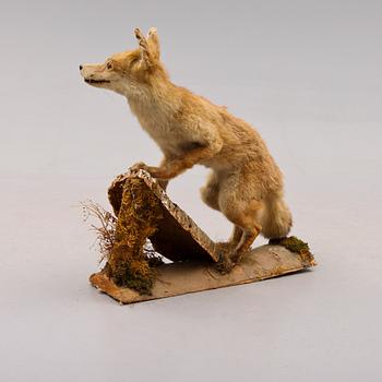 TAXIDERMI: räv, England, 1900-talets första hälft.