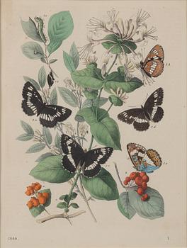 8 color litographs with animals, butterflies, fishes and monkeys, 19th/20th century.