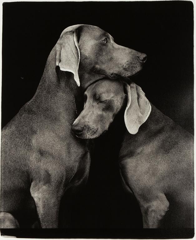 William Wegman, "Friends".