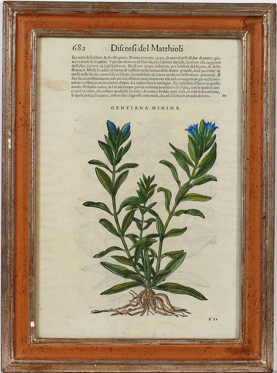 PIETRO ANDREA MATTIOLI. Trägravyrer handkolorerade, 1500-talets andra hälft.