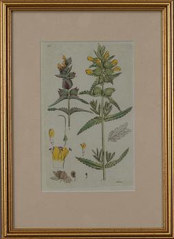 JOHAN WILHELM PALMSTRUCH, 4 st, handkolorerade kopparstick, 1800-talets början.