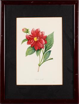 TAVLOR, 6 st, tryck, 1900-talets andra hälft.