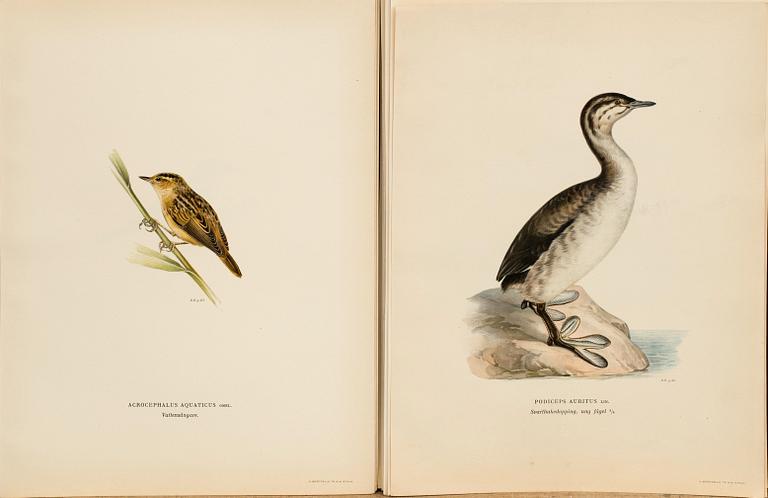 FROM VON WRIGHT "SVENSKA FÅGLAR", 50 pcs, A. Börtzells. 1924.