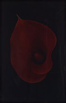 Richard Learoyd, "A Black Lily Made for Noel 16 February 03".