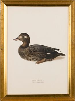 LITOGRAFIER, 5 st, efter Wilhelm von Wright och Bror Hallberg. A. Börtzell, Stockholm.